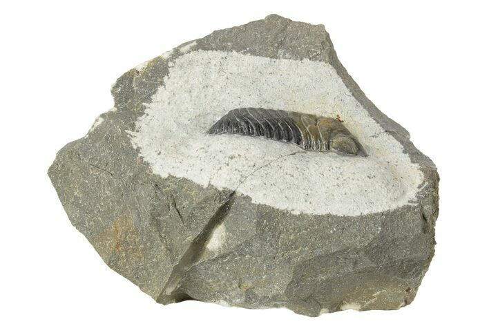 Detailed Morocops Trilobite - One Half Prepared #234992